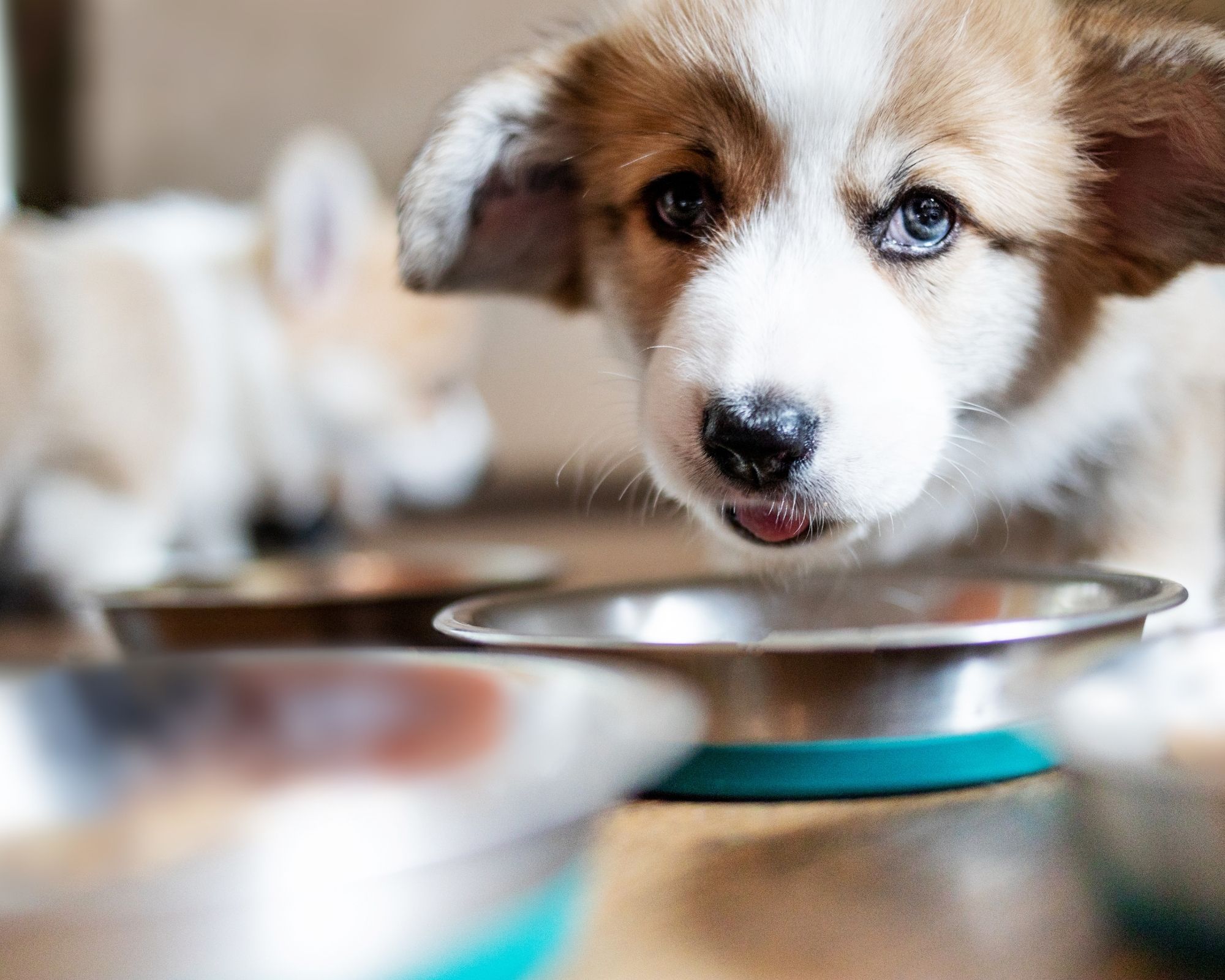 croquettes premium grain free pour chiot