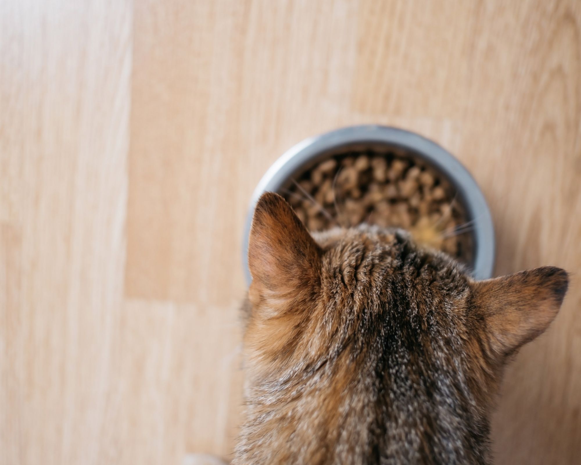 Croquettes grain free allégées pour chats