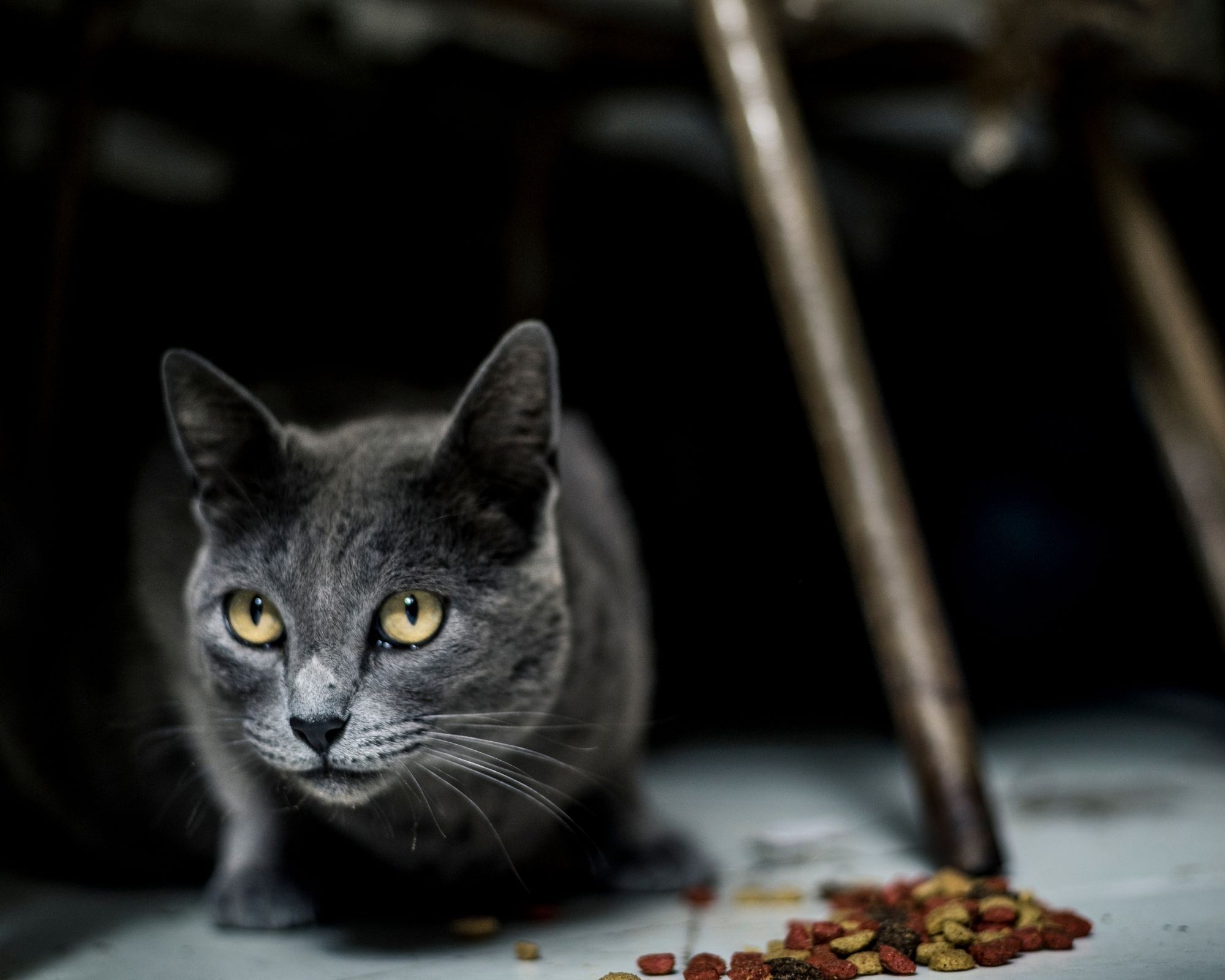 Croquettes hyper digestes pour chats sénior