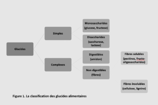 Organigramme explicatif sur la classification des glucides