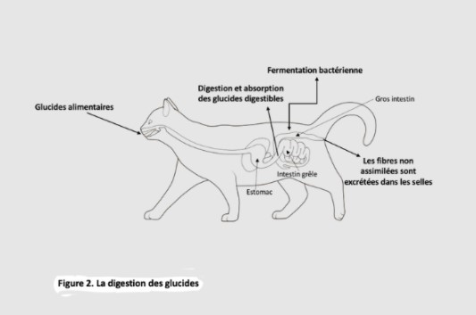 Système digestif d'un chat