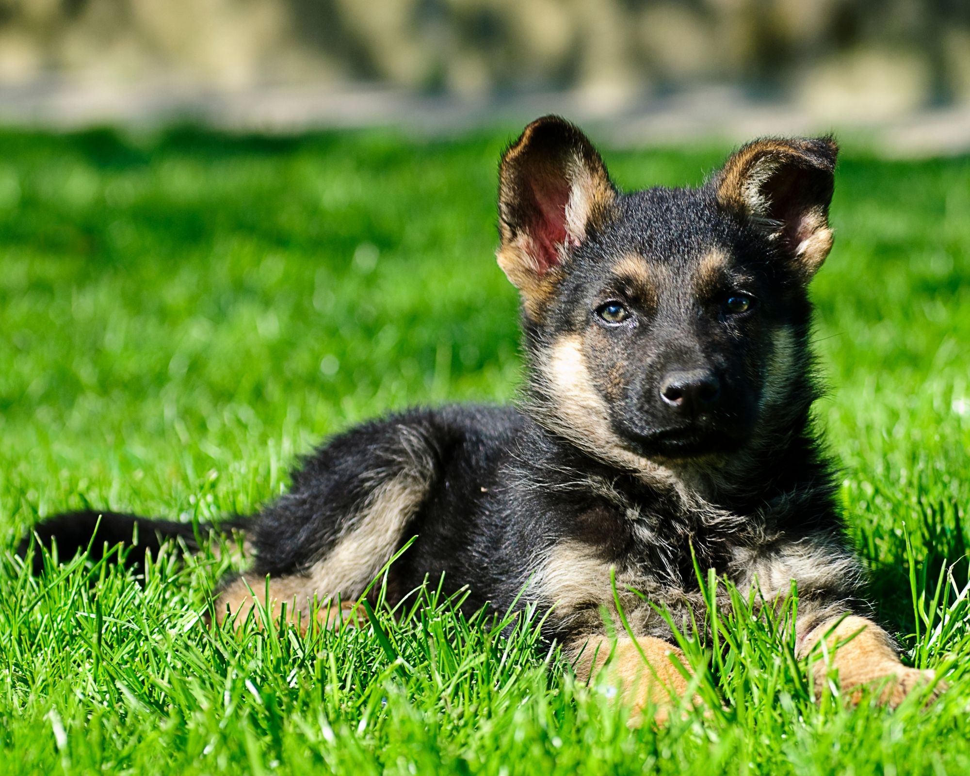 Chiot d'un Berger Allemand