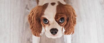 Cavalier King Charles Spaniel