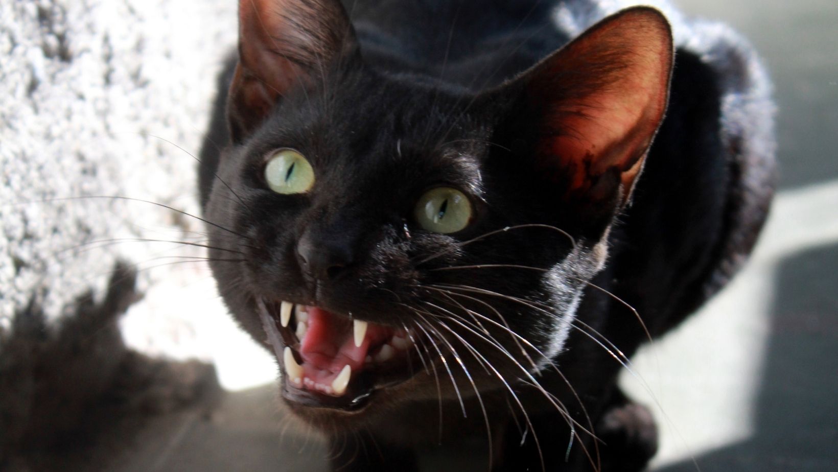 Chat en colère qui feule