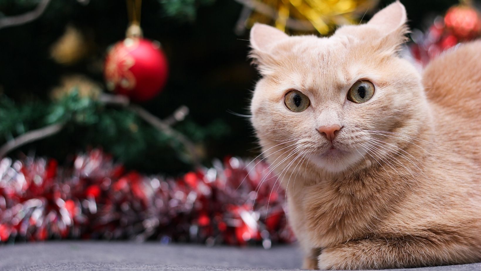 Chat agressif : comprendre le chat méchant