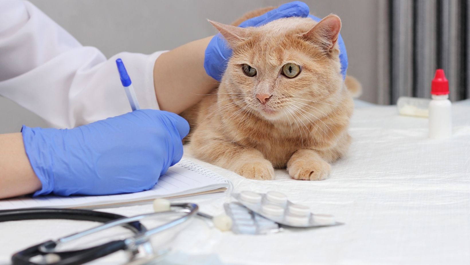 Chat malade chez le vétérinaire