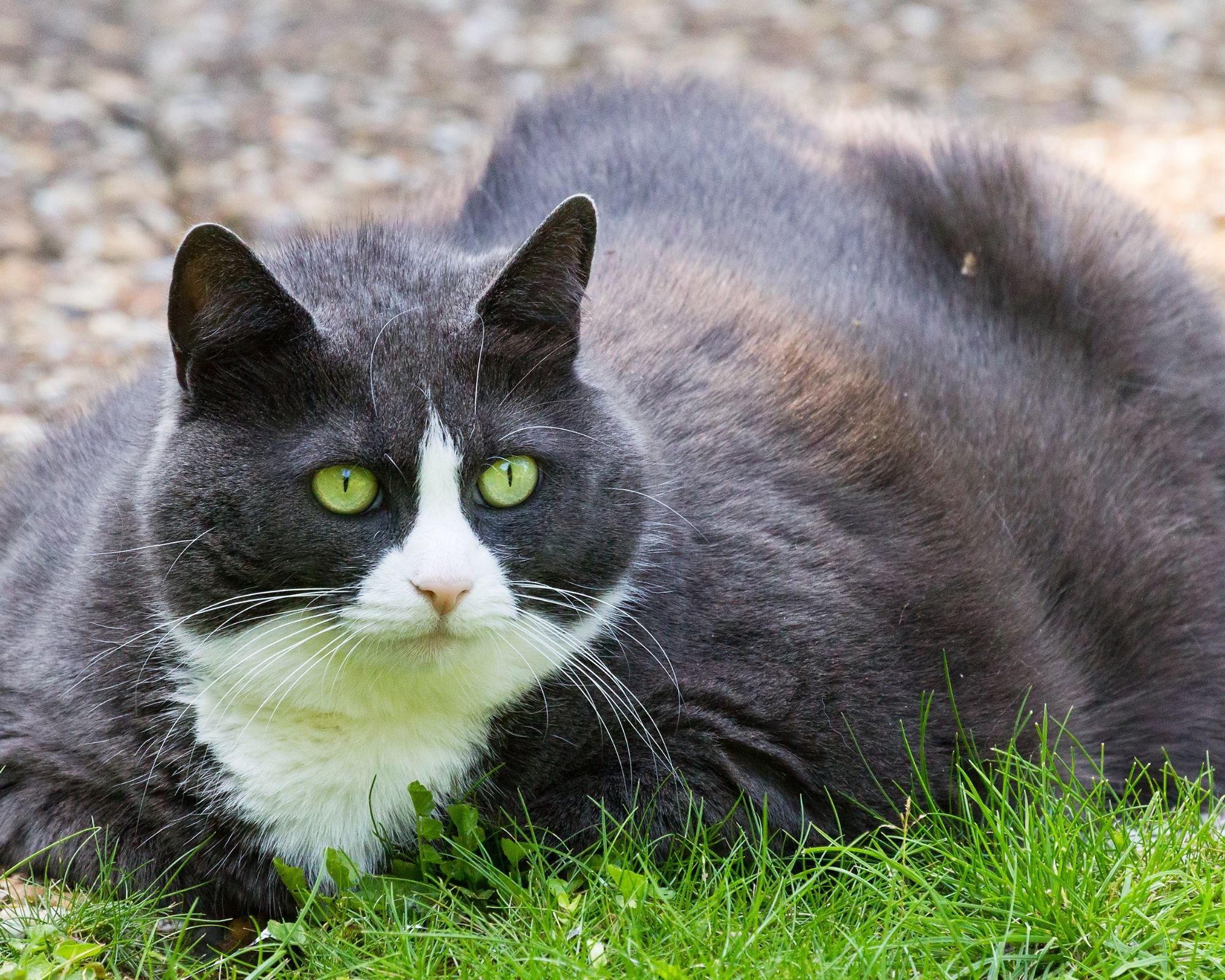 Les conséquences du pain de mie sur les chats