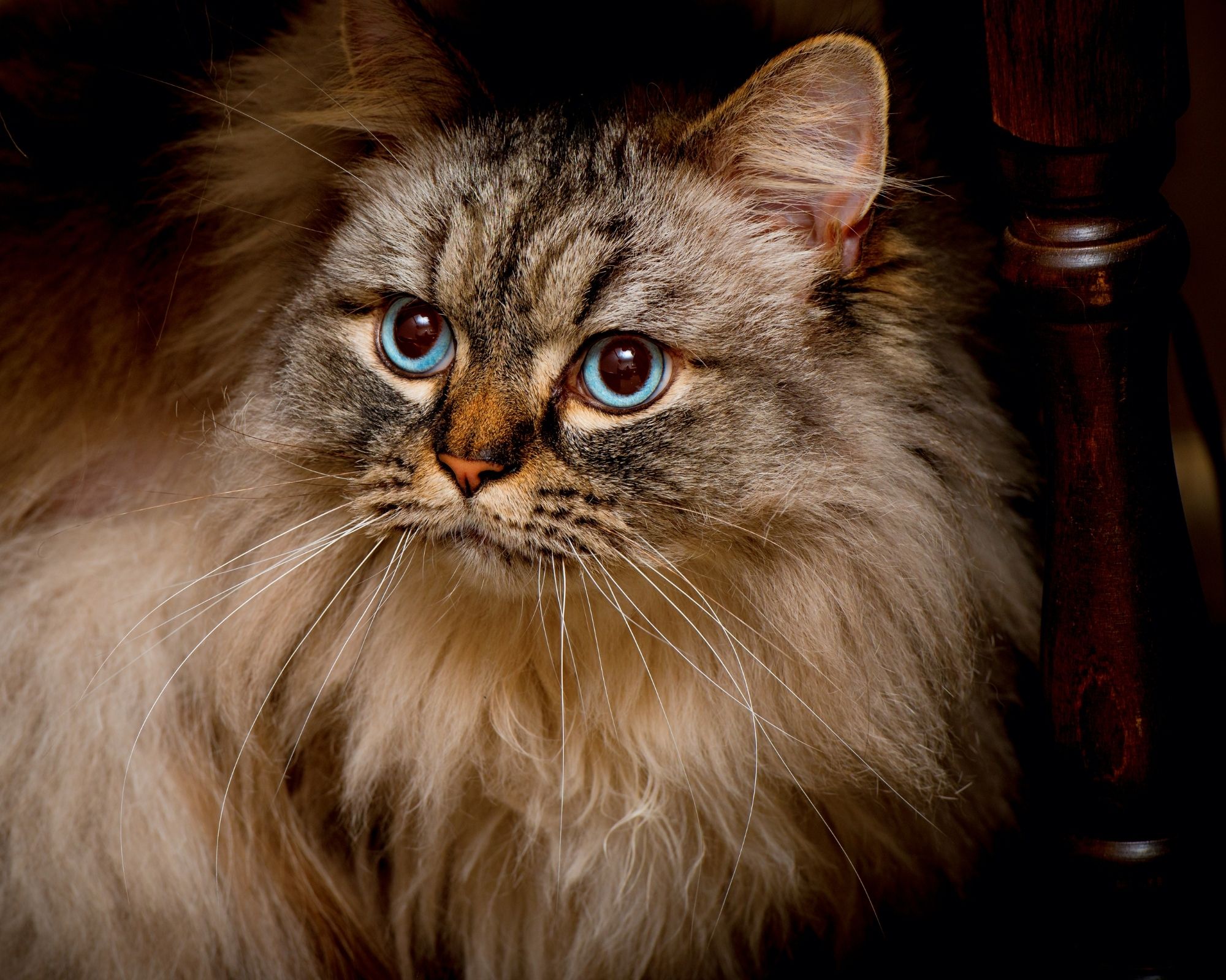 Chat de grande taille ragamuffin