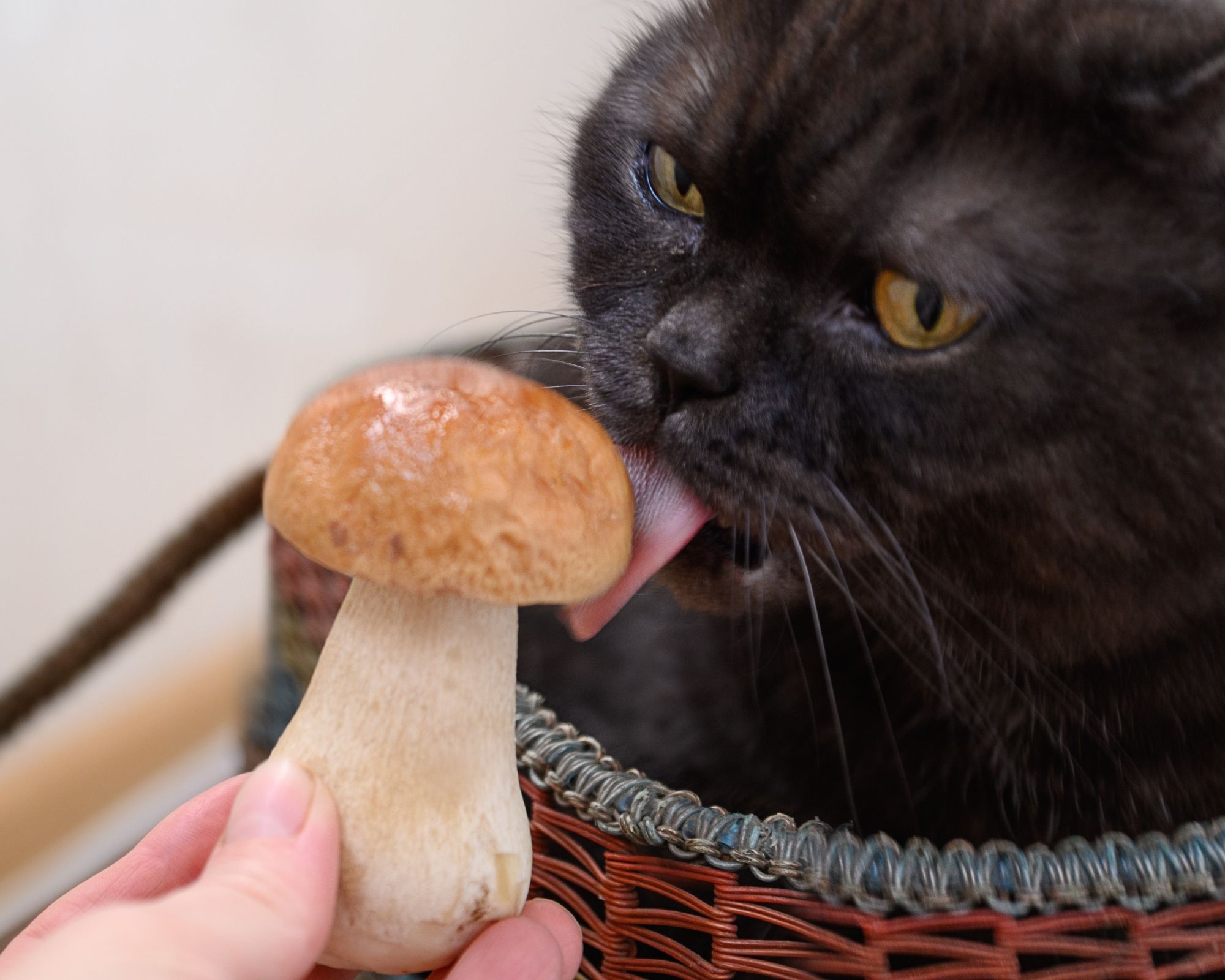 Chat qui mange un champignon