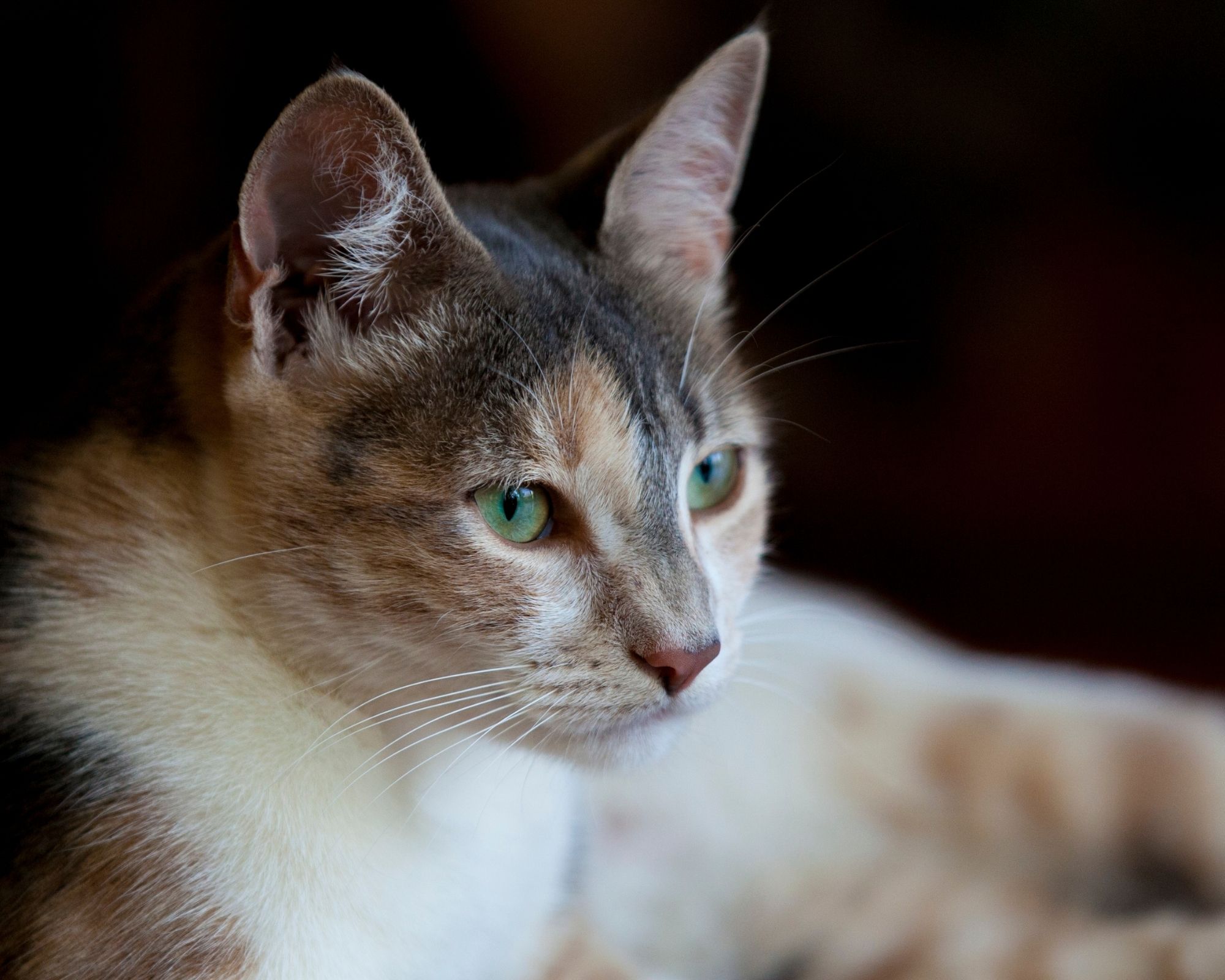 Chat écaille de tortue mâle