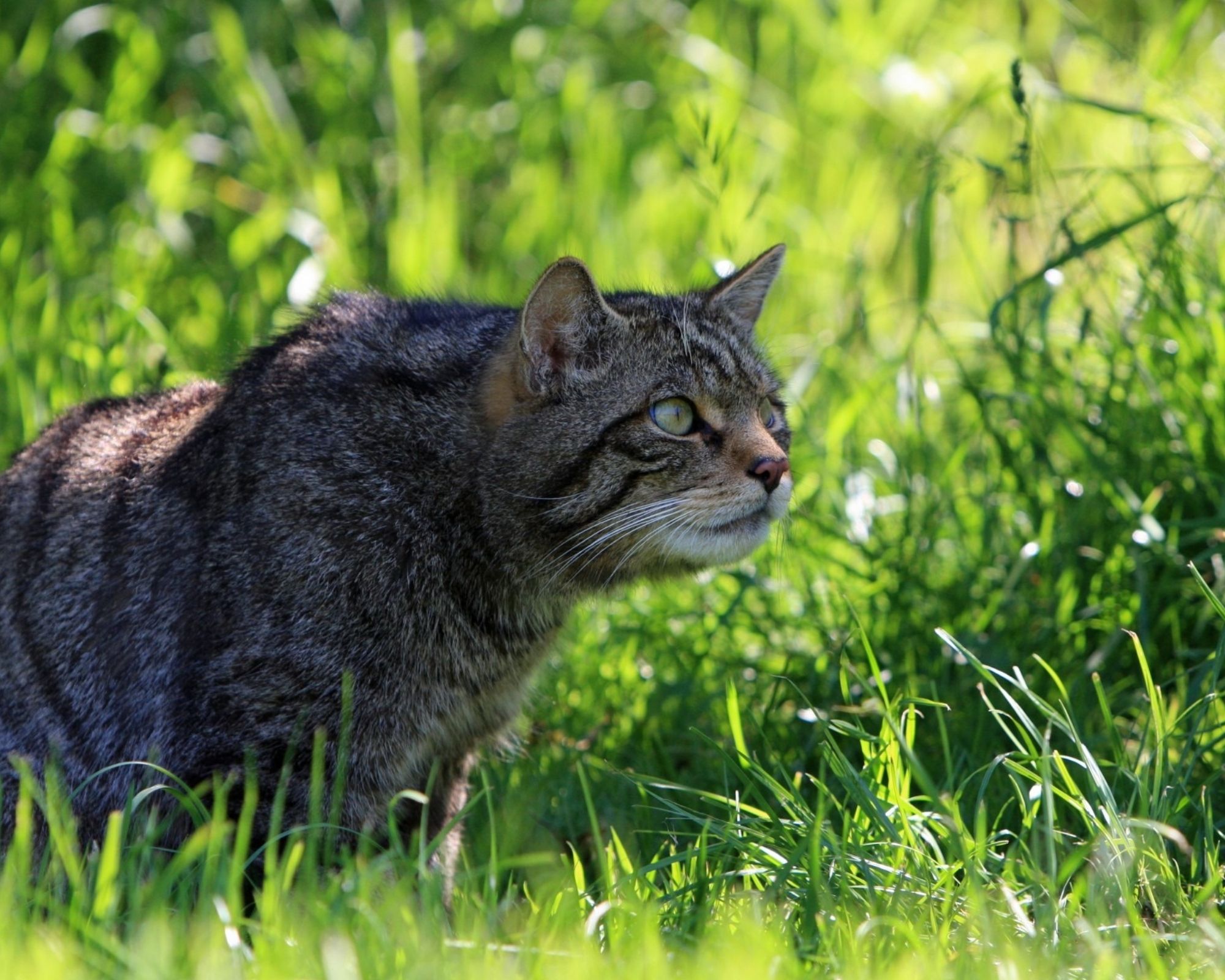 Chat sauvage, forestier, haret ou errant