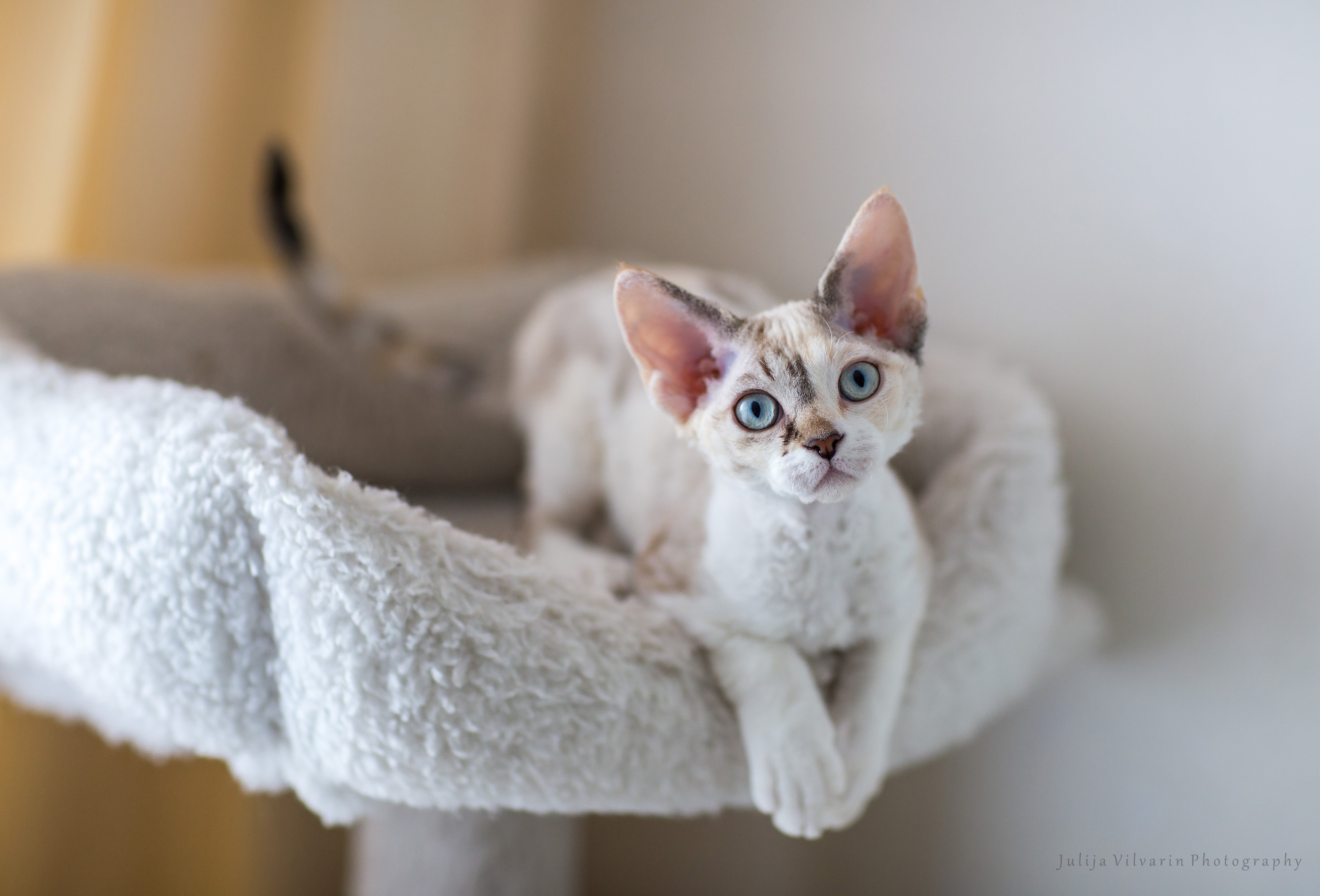 Le Devon Rex un chat avec un physique atypique