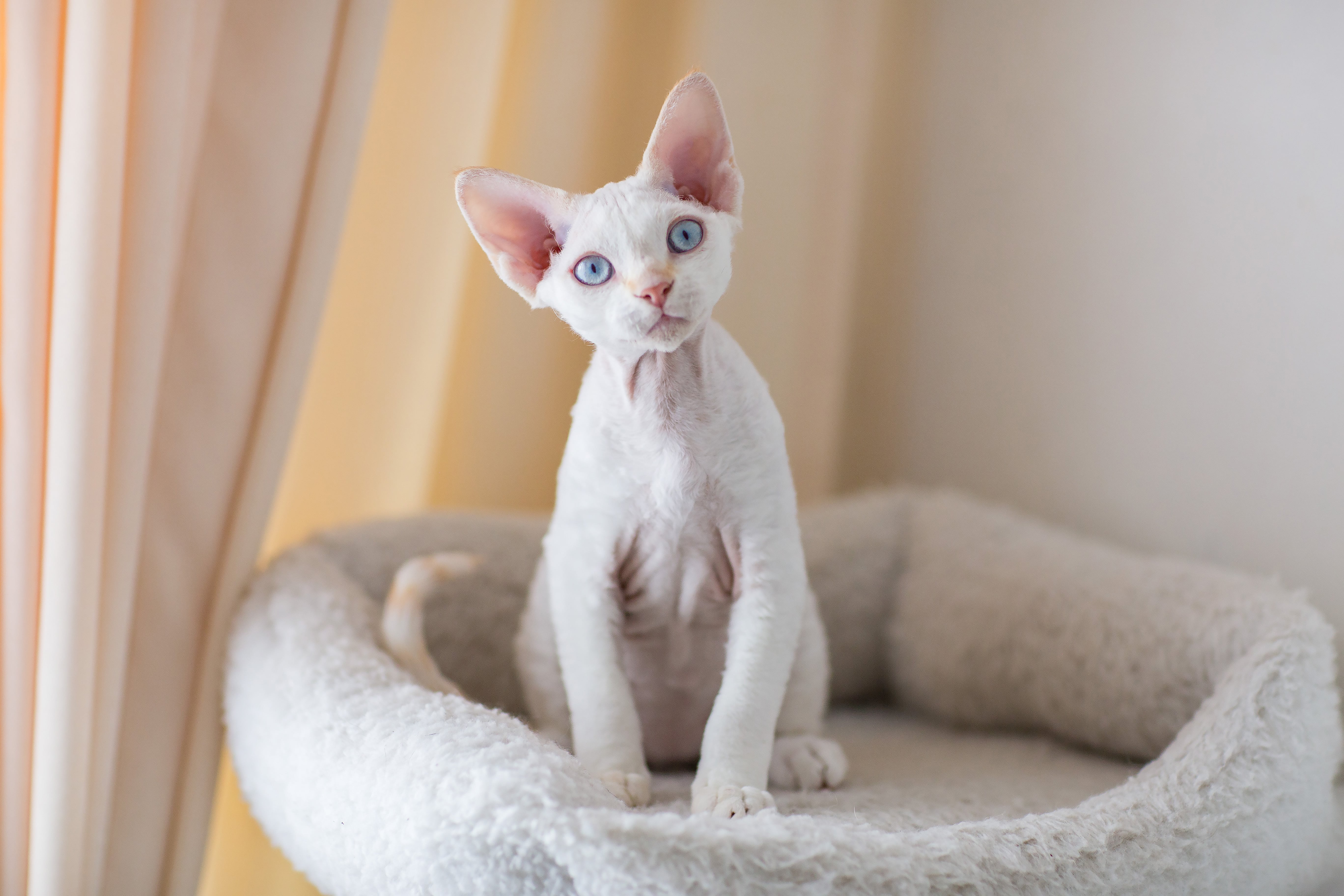 Un chat qui a une santé à laquelle il faut faire attention