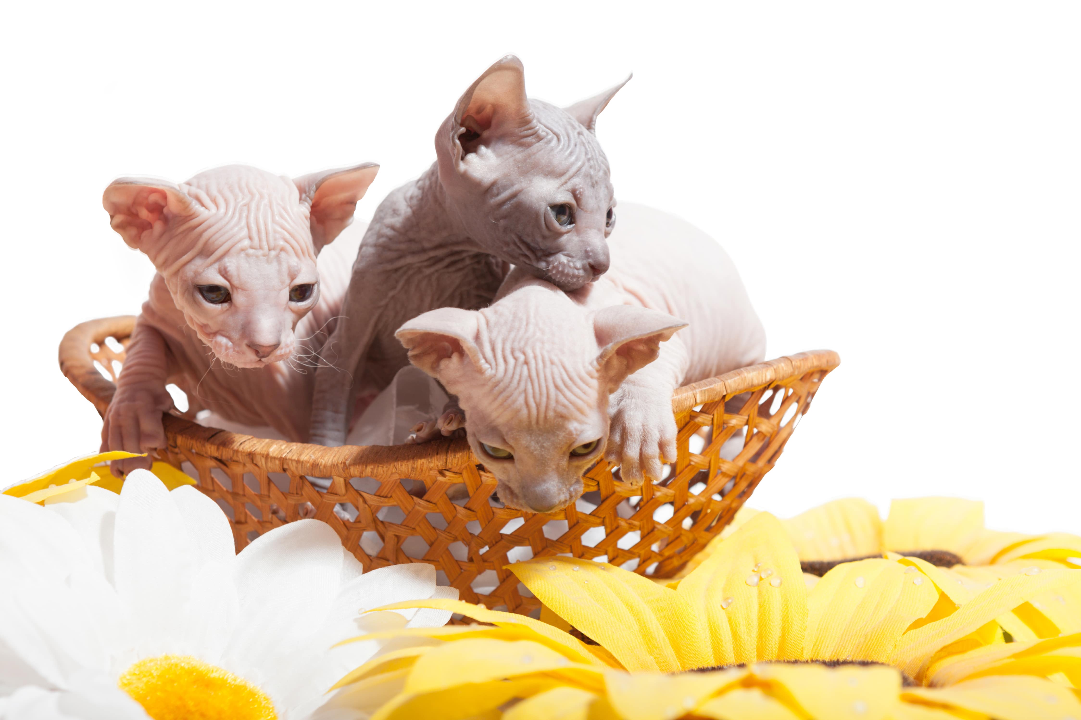 Le don sphynx des chatons nus