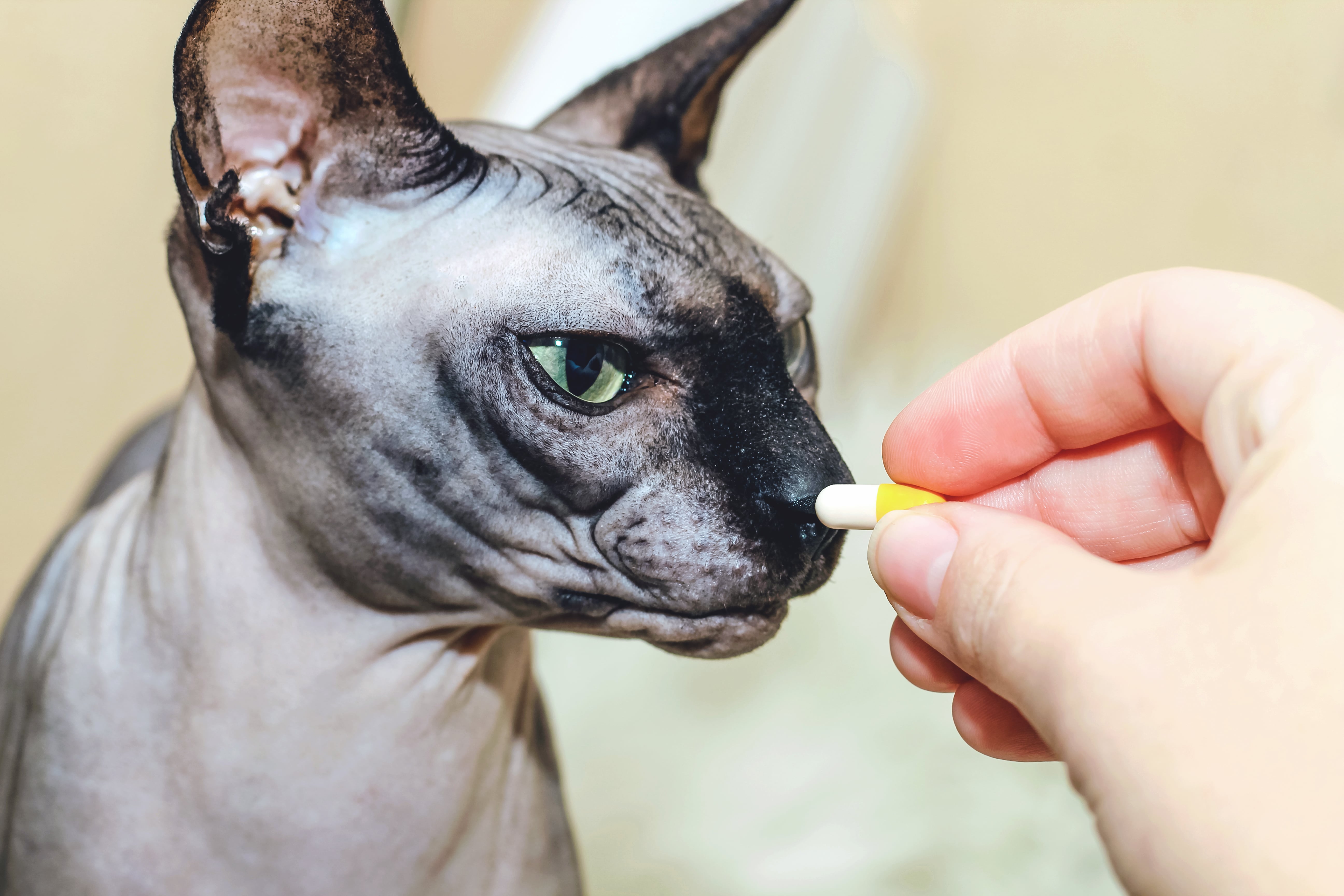 Le Donksoy, un chat sans poil