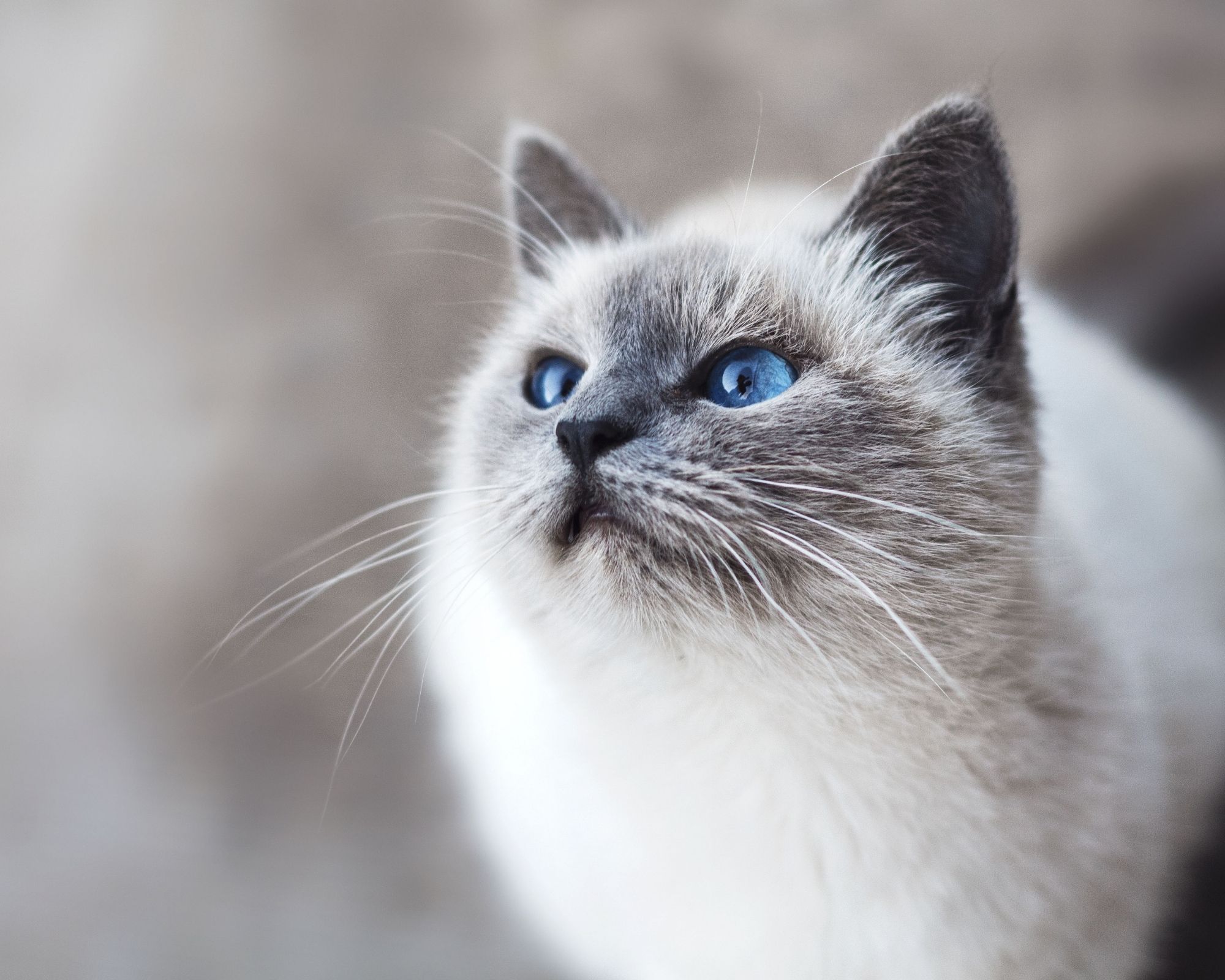 Le Sacré de Birmanie, un chat robuste