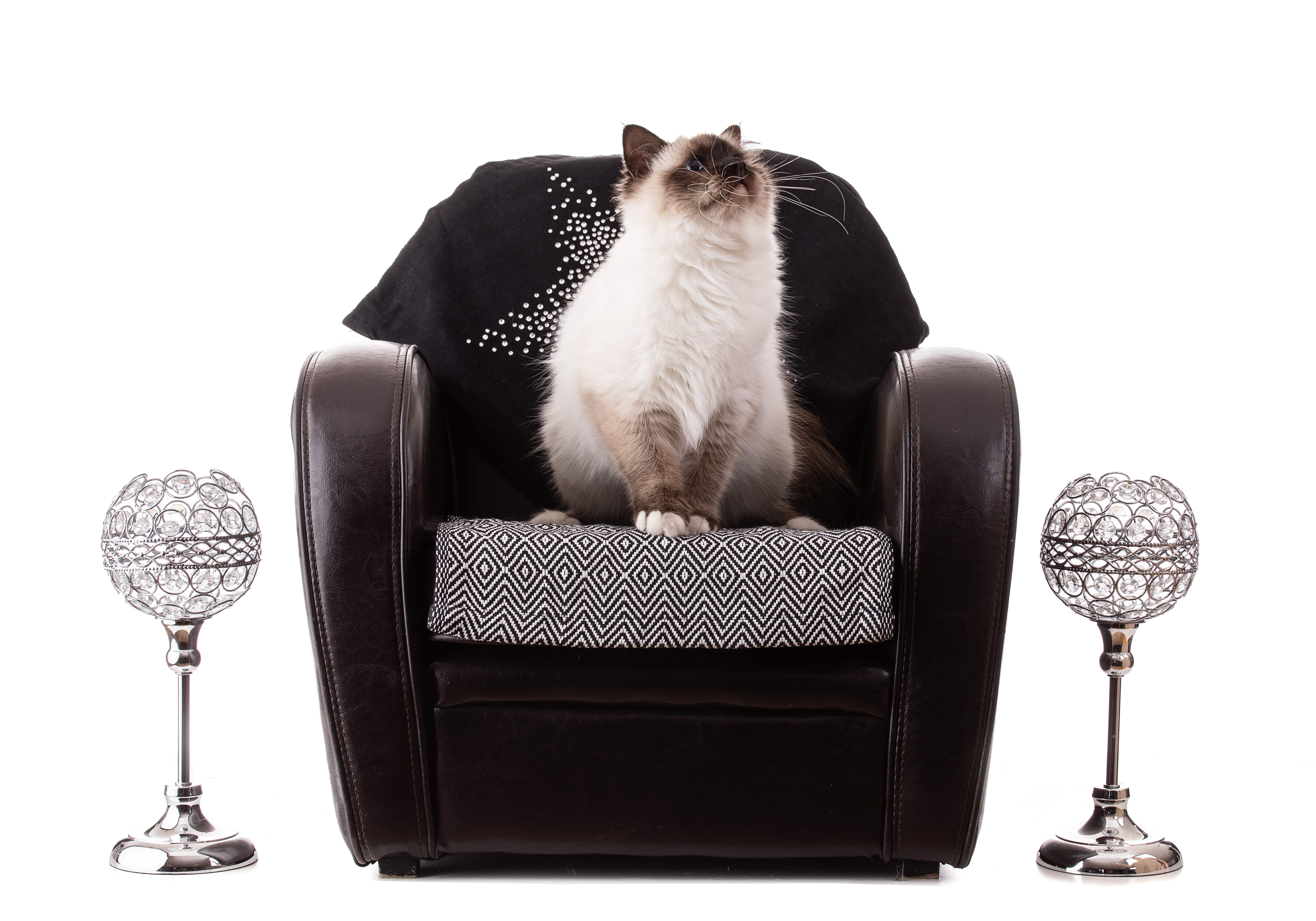 Sacré de Birmanie, une race de chat populaire
