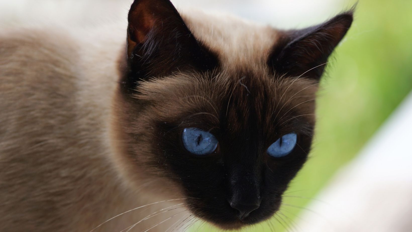 Le siamois, chat au yeux bleus