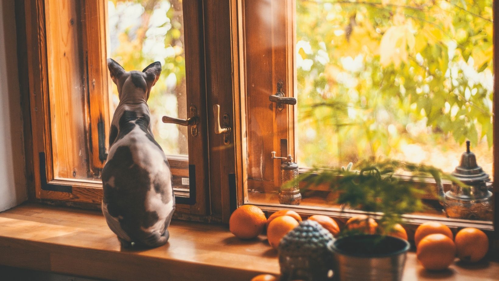 Le chat nu un chat plutôt cher