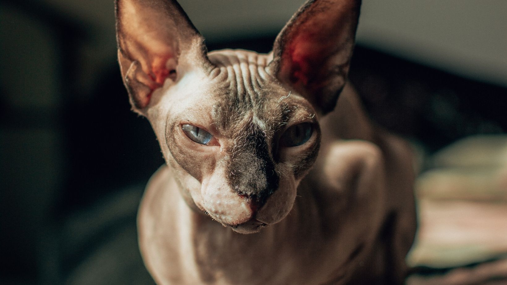 Sphynx Canadien un chat avec une bonne durée de vie