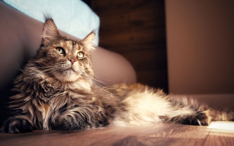 Le Top 10 des chats les plus beaux du monde