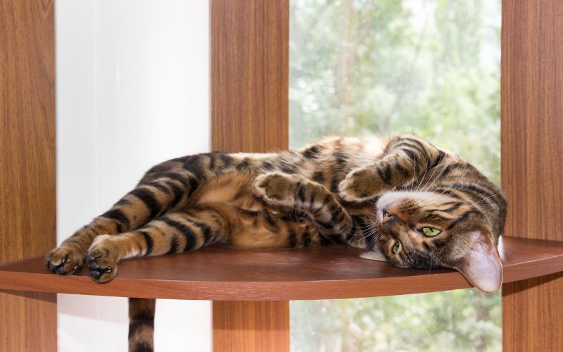 Toyger