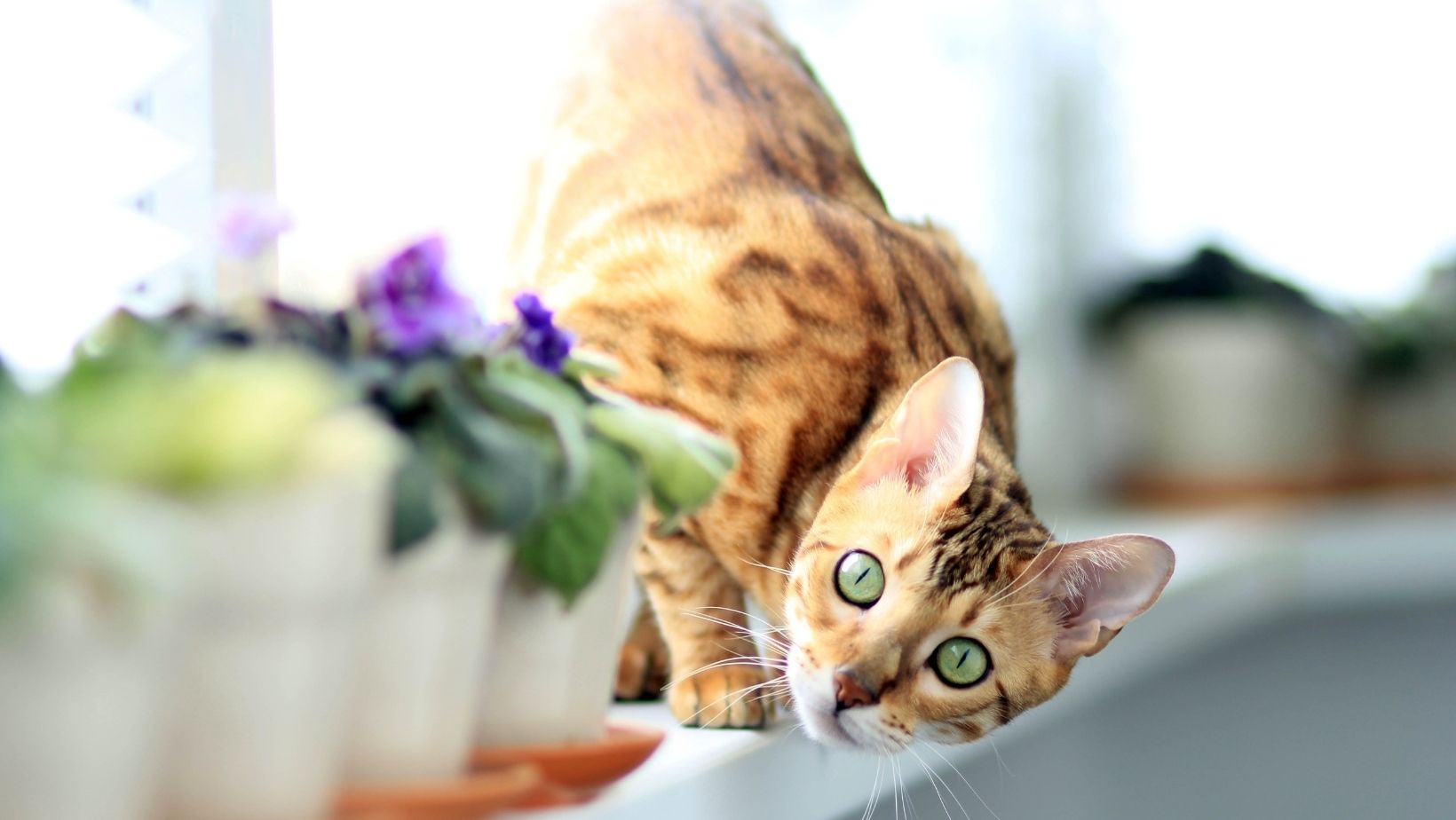 Le bengal un chat hyperactif