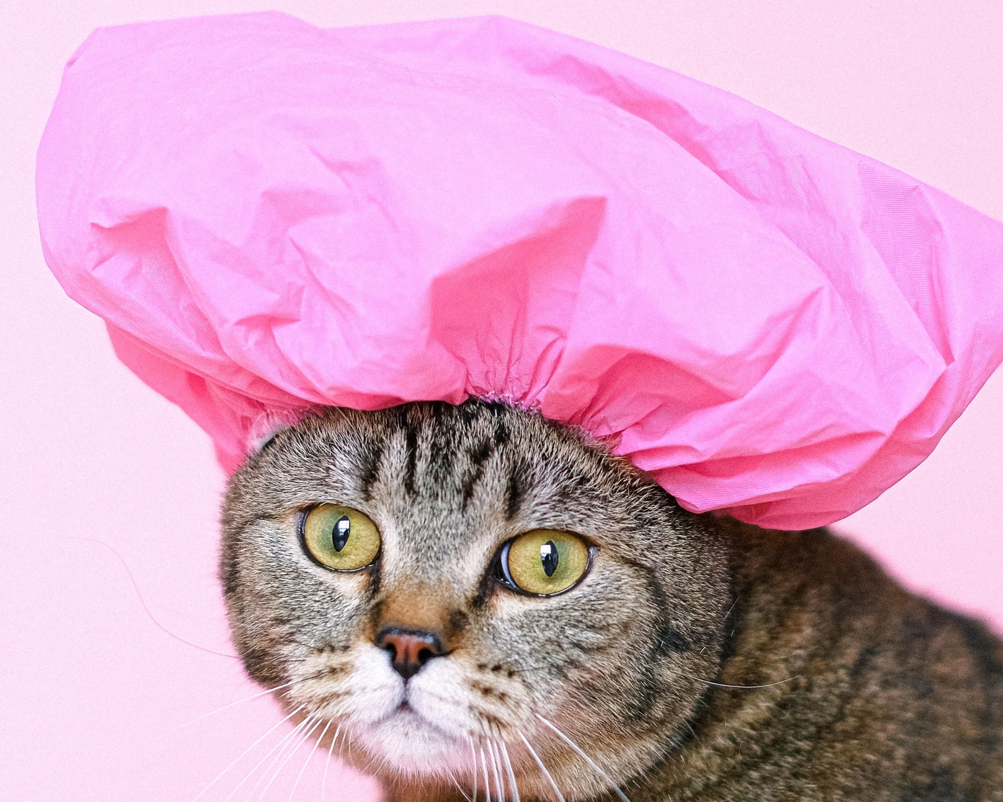 Un chat prenant sa douche