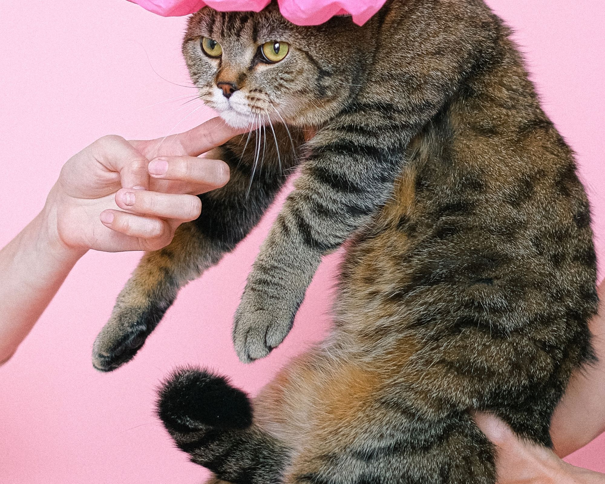 Chat sur le point de prendre un bain