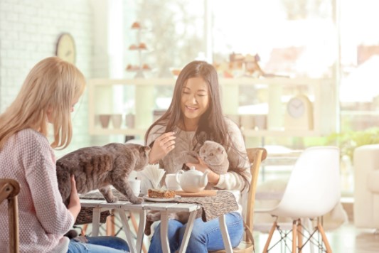 chat à table