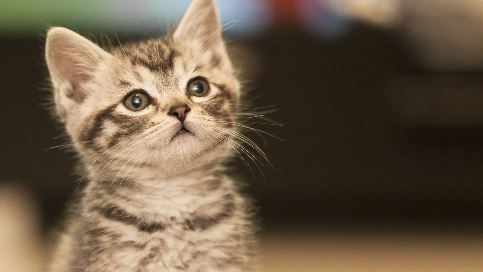 Chaton comment distinguer un garçon d'une fille ?