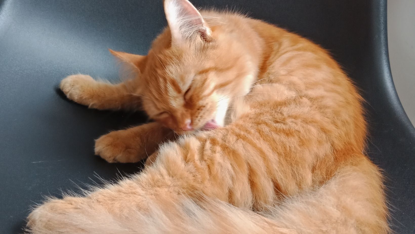 Chaton male ou femelle comment les reconnaitre