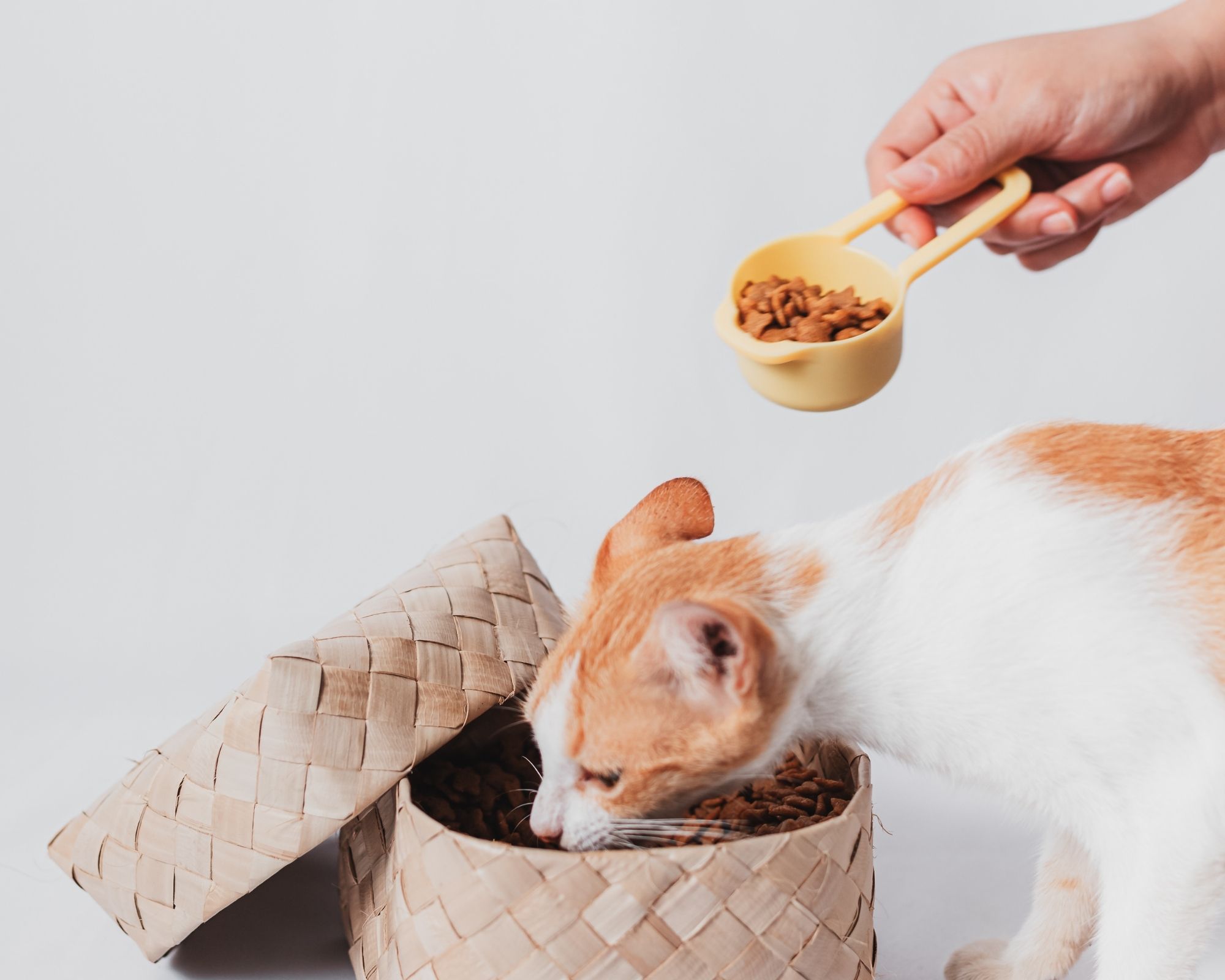 Comment procéder au rationnement des croquettes de mon chat ?