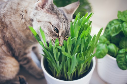 herbe à chat