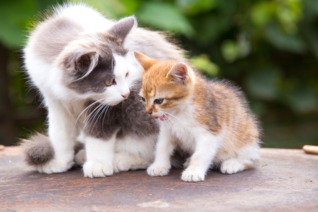 Quand faut-il changé la quantité de croquettes de mon chat ?