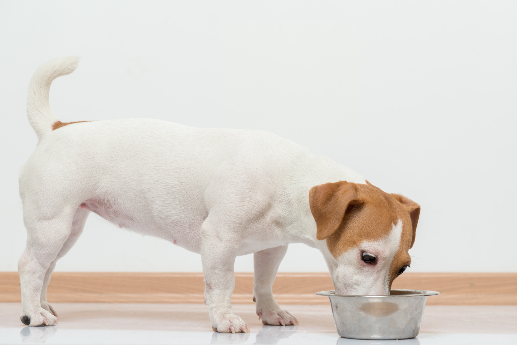 Photo chien qui mange des croquettes.