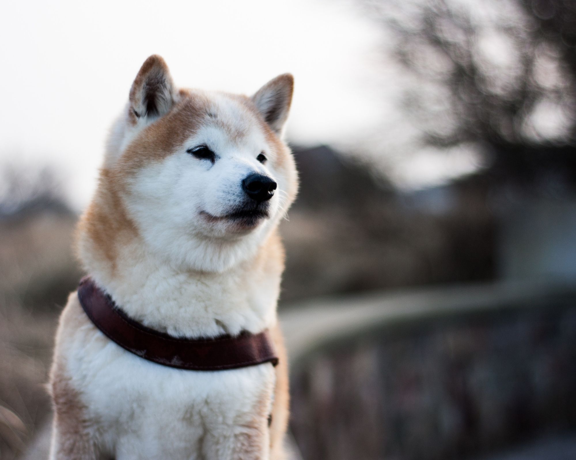 Chien Japonais Akita Inu