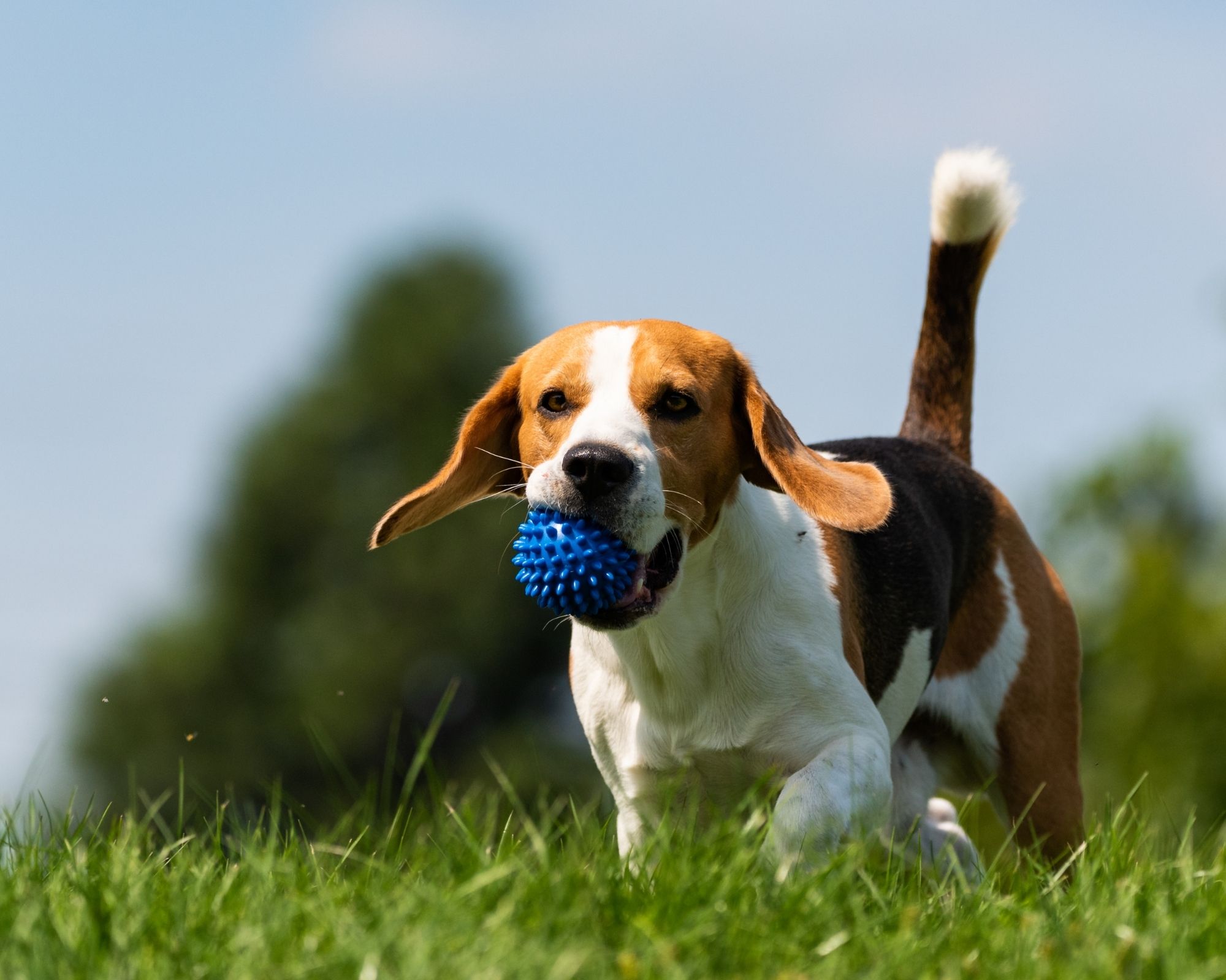 Beagle : quelles caractéristiques physiques