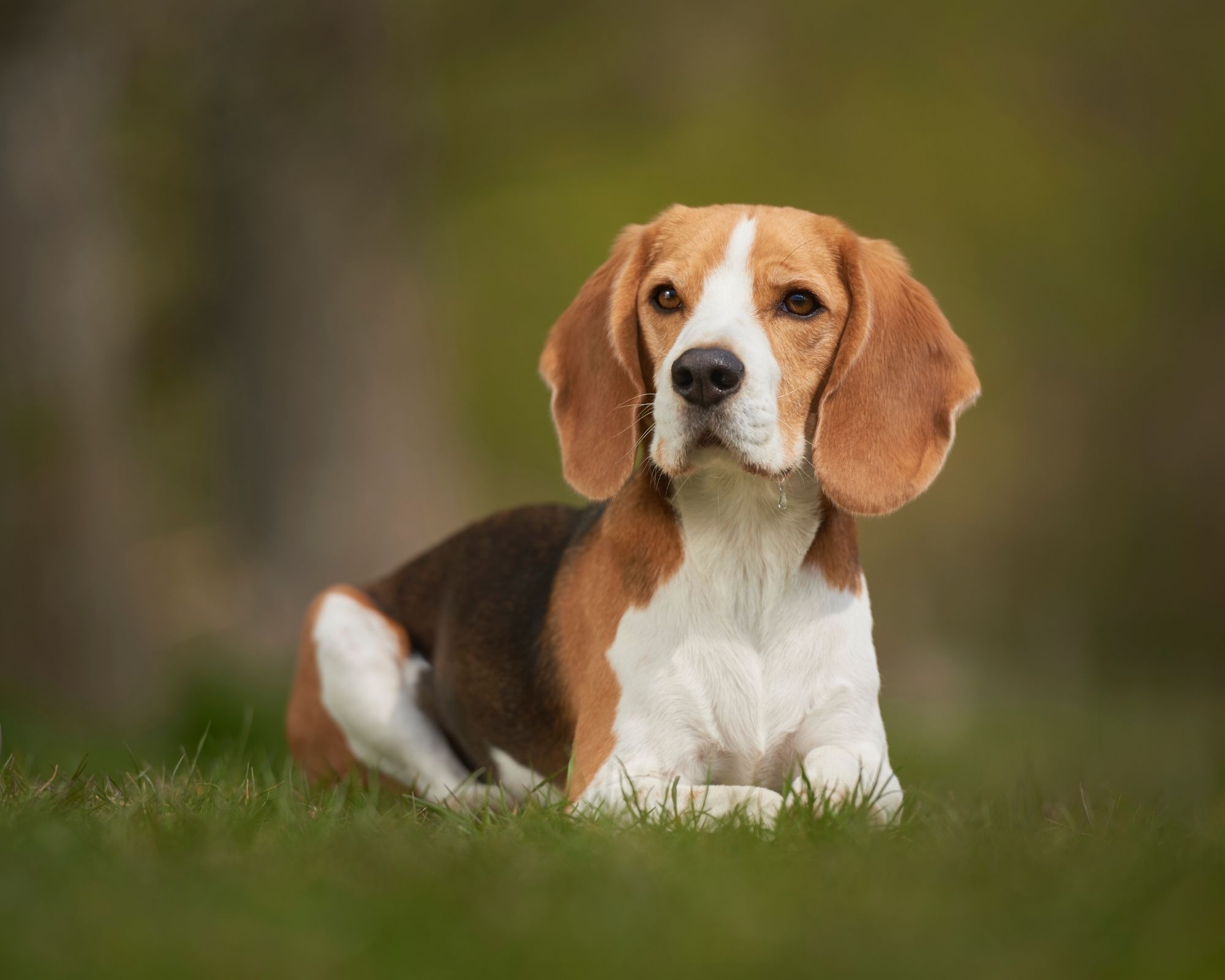 Le toilettage chez le Beagle