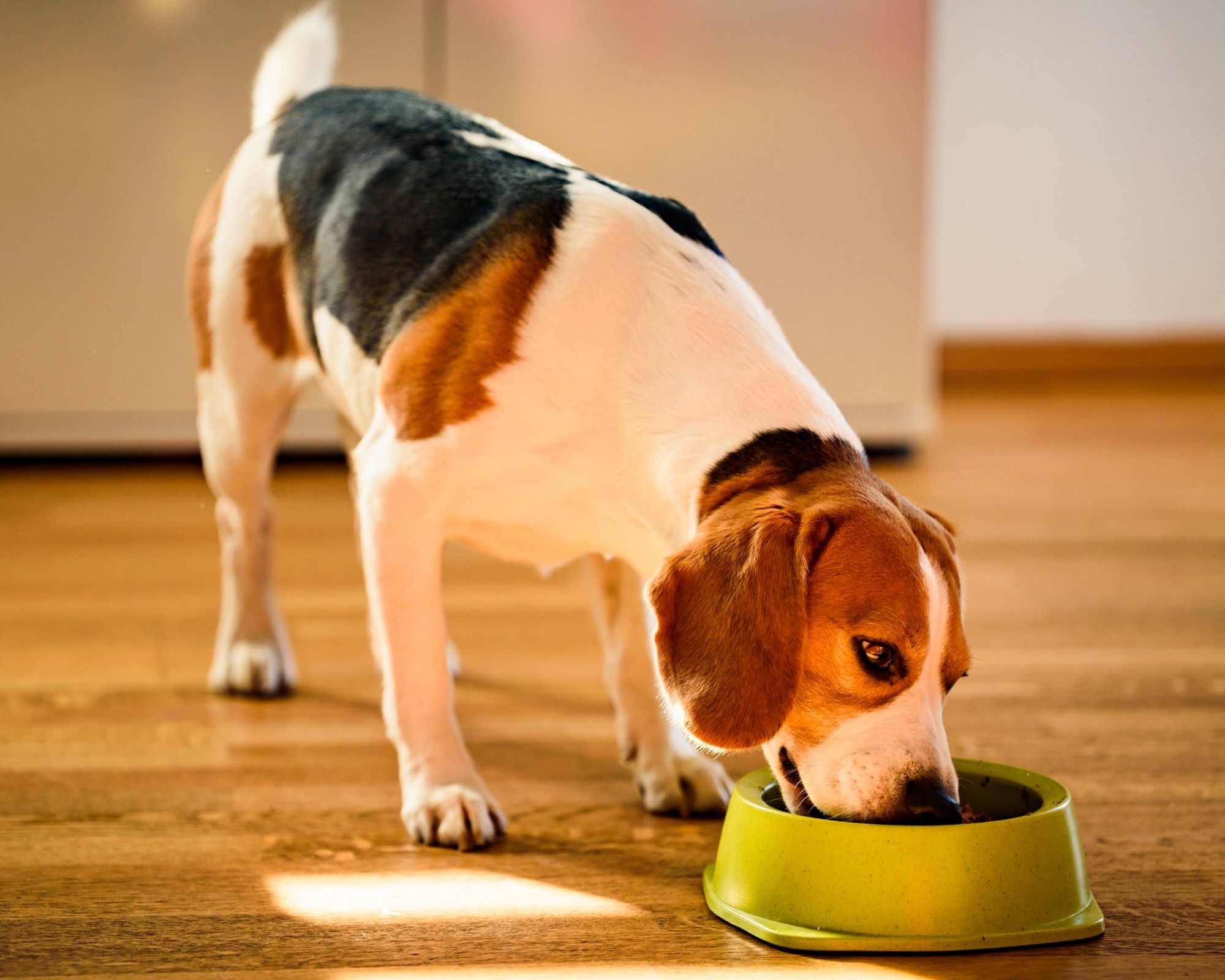 Quelles nourriture donnée à son Beagle ?