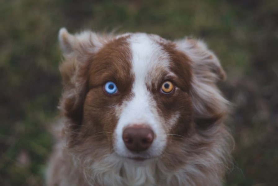 Berger Australien yeux vairons