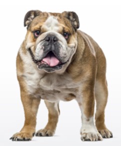 Image d'un BullDog Anglais