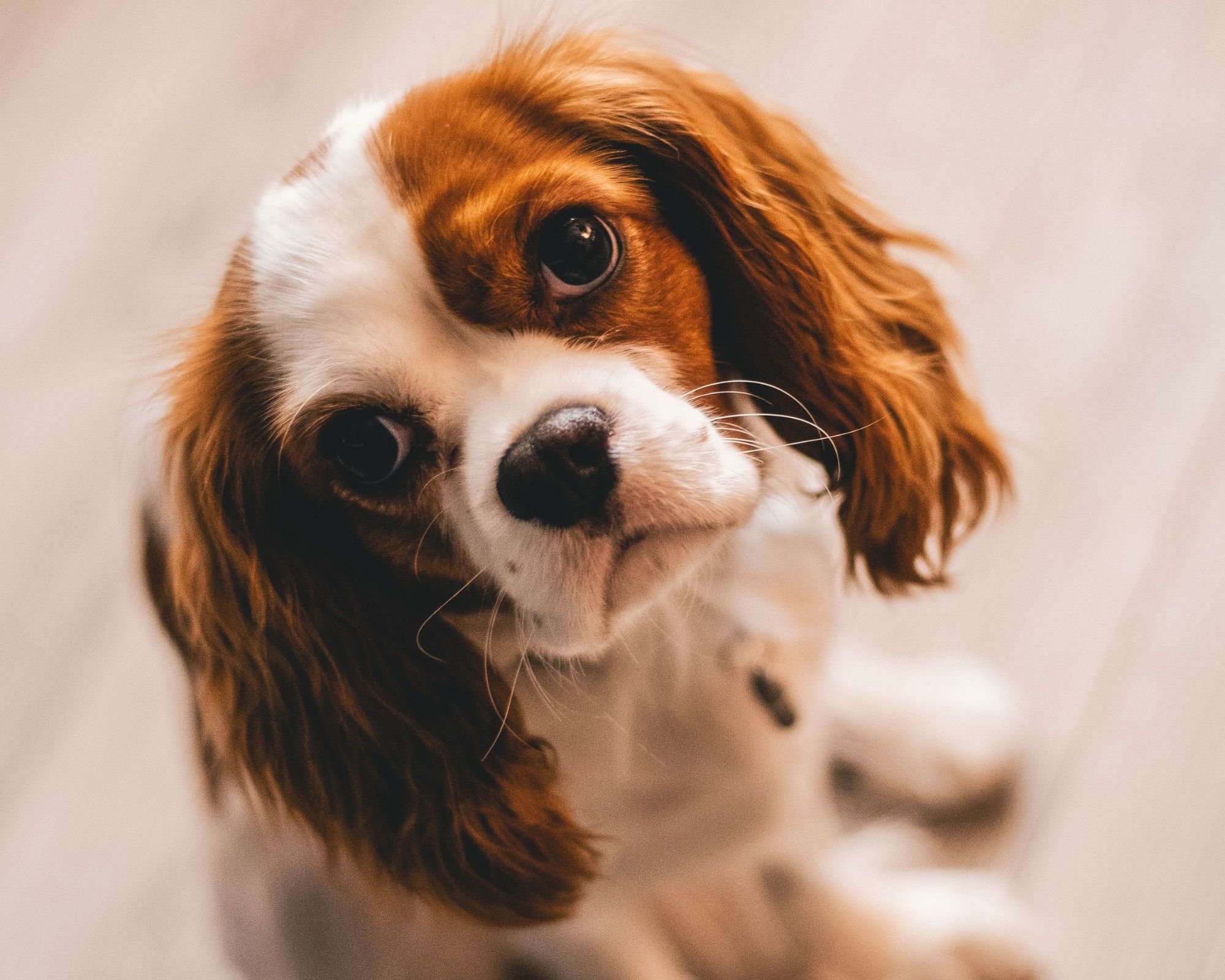 Caractéristiques physiques d'un Spaniel