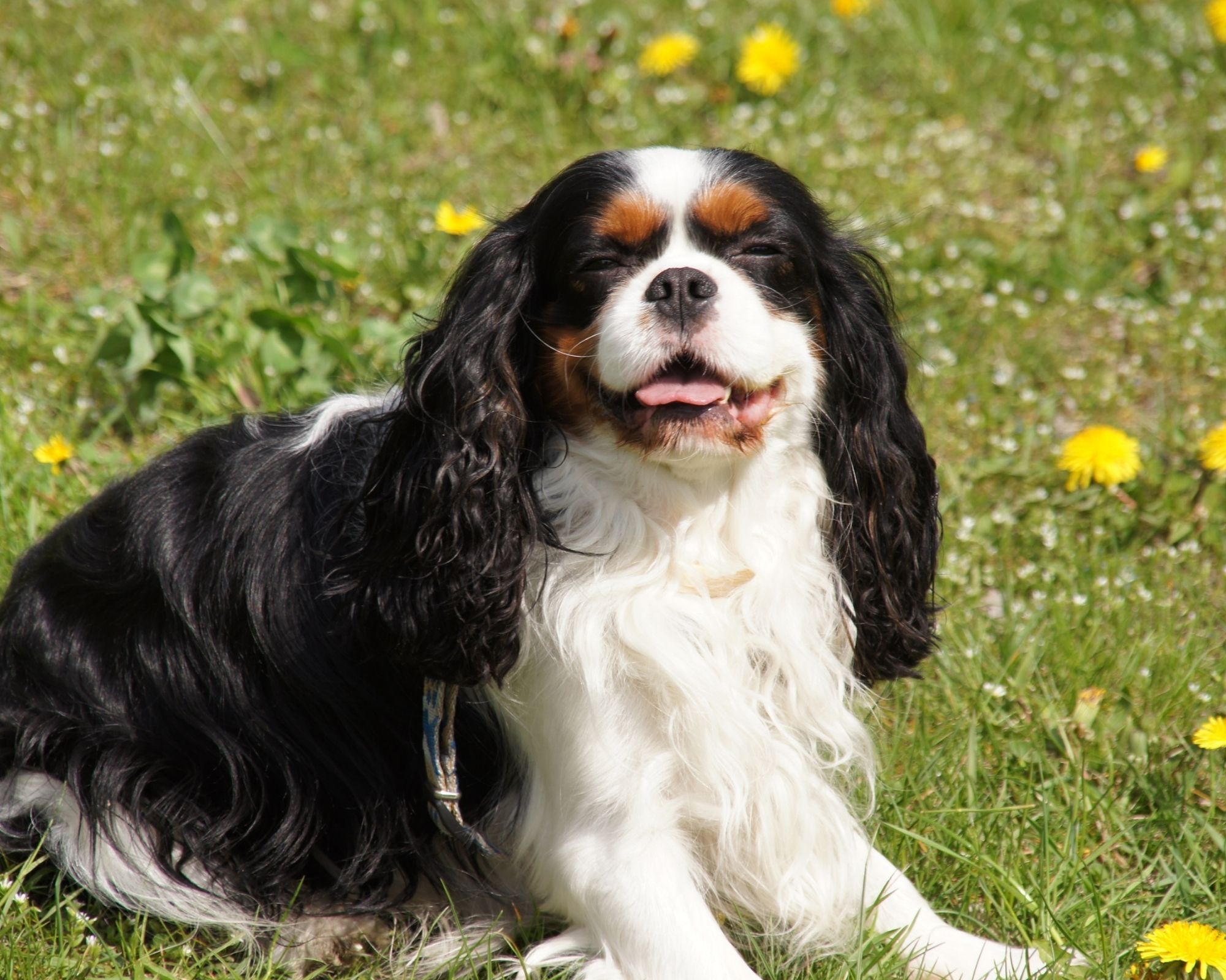 L'éducation chez le Cavalier King Charles