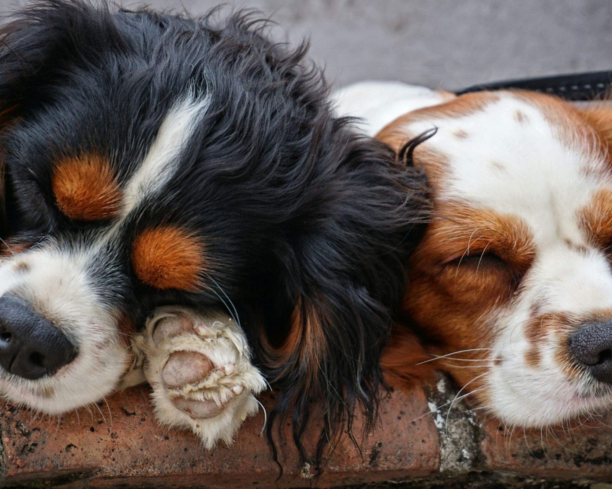 La santé du King Charles Spaniel