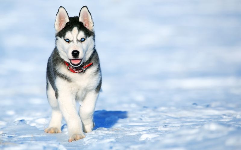 Chiot Husky dans la neige