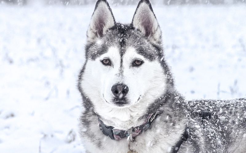 Husky qui prend la pose