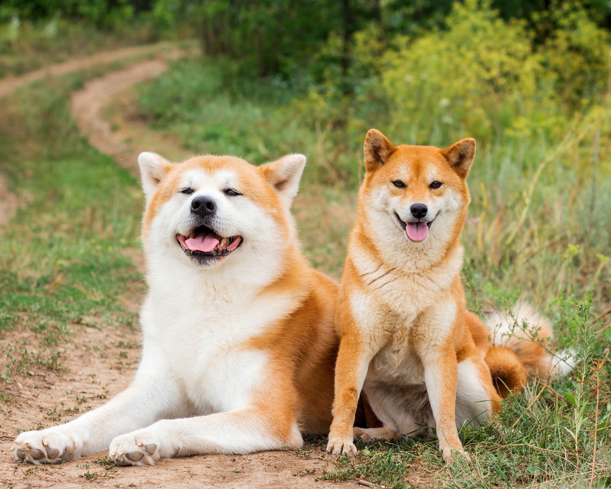 Chiens Japonais