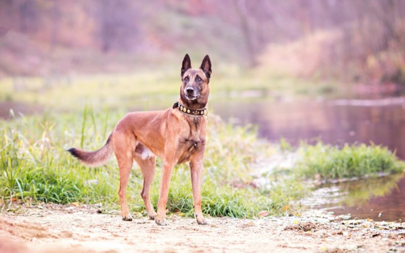 Berger Belge Malinois dans la nature