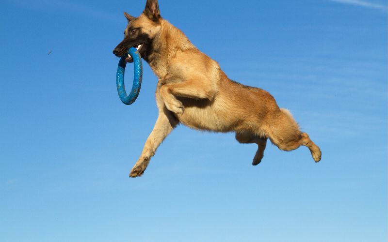 Malinois sportif qui saute